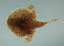 To FishBase images (<i>Halieutichthys aculeatus</i>, by NOAA\NMFS\Mississippi Laboratory)