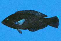 To FishBase images (<i>Halichoeres adustus</i>, Cocos I. (C.R.), by Robertson, R.)