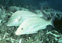 To FishBase images (<i>Haemulon album</i>, Belize, by Randall, J.E.)