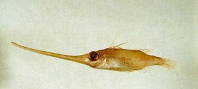 To FishBase images (<i>Halimochirurgus alcocki</i>, Chinese Taipei, by Shao, K.T.)