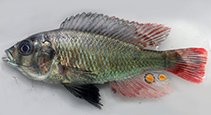 Image of Haplochromis antleter 