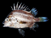 To FishBase images (<i>Hapalogenys bengalensis</i>, India, by Mohapatra, A./MARC, Zoological Survey of India)