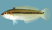 To FishBase images (<i>Halichoeres bicolor</i>, Viet Nam, by Winterbottom, R.)