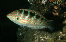 To FishBase images (<i>Halichoeres binotopsis</i>, Indonesia, by Randall, J.E.)