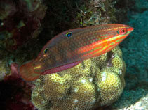 To FishBase images (<i>Halichoeres biocellatus</i>, Philippines, by Ryanskiy, A.)