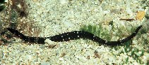 To FishBase images (<i>Halicampus boothae</i>, Norfolk I., by Randall, J.E.)