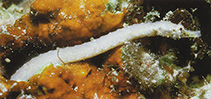 To FishBase images (<i>Halicampus brocki</i>, Papua New Guinea, by Steene, R.)
