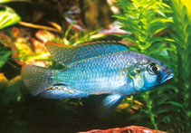To FishBase images (<i>Astatotilapia burtoni</i>, by Hippocampus-Bildarchiv)