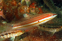 To FishBase images (<i>Halichoeres caudalis</i>, USA, by Cox, C.D.)