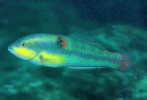 To FishBase images (<i>Halichoeres chierchiae</i>, Panama, by Allen, G.R.)