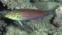 To FishBase images (<i>Halichoeres chlorocephalus</i>, Papua New Guinea, by Randall, J.E.)