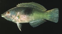 To FishBase images (<i>Halichoeres chloropterus</i>, Indonesia, by Randall, J.E.)