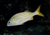 To FishBase images (<i>Haemulon chrysargyreum</i>, Brazil, by Floeter, S.R.)