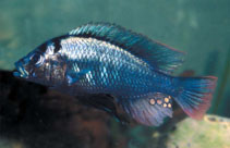 Image of Haplochromis commutabilis (Kachira Blue)