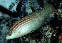 To FishBase images (<i>Halichoeres cosmetus</i>, Seychelles, by Randall, J.E.)