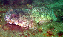 To FishBase images (<i>Halobatrachus didactylus</i>, Senegal, by Wirtz, P.)