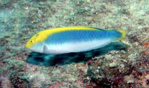 To FishBase images (<i>Halichoeres dimidiatus</i>, Brazil, by Wirtz, P.)