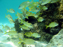 To FishBase images (<i>Haemulon flavolineatum</i>, Mexico, by Estrada Anaya, R.A.)