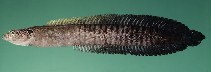 Image of Haliophis guttatus (African eel blenny)
