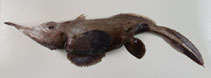 Image of Harriotta haeckeli (Smallspine spookfish)
