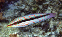 To FishBase images (<i>Halichoeres hilomeni</i>, Philippines, by Allen, G.R.)