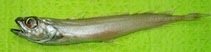 To FishBase images (<i>Halargyreus johnsonii</i>, Canada, by Armesto, A.)
