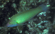 To FishBase images (<i>Halichoeres kallochroma</i>, by Randall, J.E.)