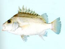 To FishBase images (<i>Hapalogenys kishinouyei</i>, by CSIRO)