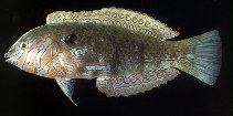 To FishBase images (<i>Halichoeres lapillus</i>, Mauritius, by Randall, J.E.)