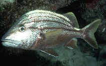 To FishBase images (<i>Haemulon macrostoma</i>, Belize, by Randall, J.E.)