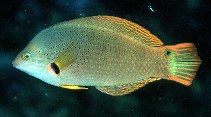 To FishBase images (<i>Halichoeres melanochir</i>, Philippines, by Randall, J.E.)
