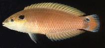 To FishBase images (<i>Halichoeres melasmapomus</i>, Pitcairn, by Randall, J.E.)