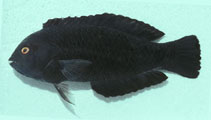 To FishBase images (<i>Halichoeres melas</i>, Oman, by Randall, J.E.)