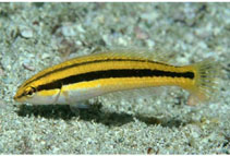 To FishBase images (<i>Halichoeres melanotis</i>, Panama, by Robertson, R.)