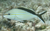 To FishBase images (<i>Haemulon melanurum</i>, Bahamas, by Johnson, L.)