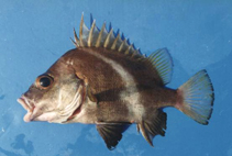 To FishBase images (<i>Hapalogenys merguiensis</i>, Thailand, by Satapoomin, U.)