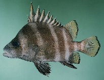 To FishBase images (<i>Hapalogenys mucronatus</i>, Hong Kong, by Randall, J.E.)