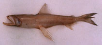 To FishBase images (<i>Harpadon nehereus</i>, by Gloerfelt-Tarp, T.)