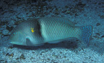 To FishBase images (<i>Halichoeres nicholsi</i>, Galapagos Is., by Randall, J.E.)