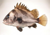 To FishBase images (<i>Hapalogenys nigripinnis</i>, Japan, by Suzuki, T.)