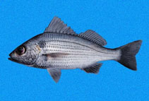 To FishBase images (<i>Haemulopsis nitidus</i>, Panama, by Robertson, R.)