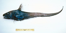 To FishBase images (<i>Haplomacrourus nudirostris</i>, Australia, by Graham, K.)