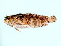 To FishBase images (<i>Halophryne ocellatus</i>, by CSIRO)