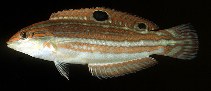 To FishBase images (<i>Halichoeres claudia</i>, by Randall, J.E.)