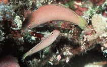 To FishBase images (<i>Halichoeres pallidus</i>, Indonesia, by Pyle, R.M.)