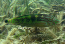 To FishBase images (<i>Halichoeres papilionaceus</i>, Philippines, by Bos, A.R.)