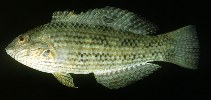 To FishBase images (<i>Halichoeres pardaleocephalus</i>, India, by Randall, J.E.)