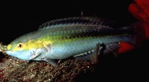 To FishBase images (<i>Halichoeres pelicieri</i>, Mauritius, by Pelicier, D.)