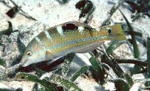 To FishBase images (<i>Halichoeres radiatus</i>, Belize, by Randall, J.E.)