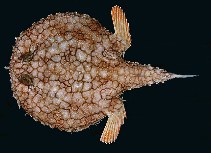 To FishBase images (<i>Halieutaea retifera</i>, Hawaii, by Randall, J.E.)